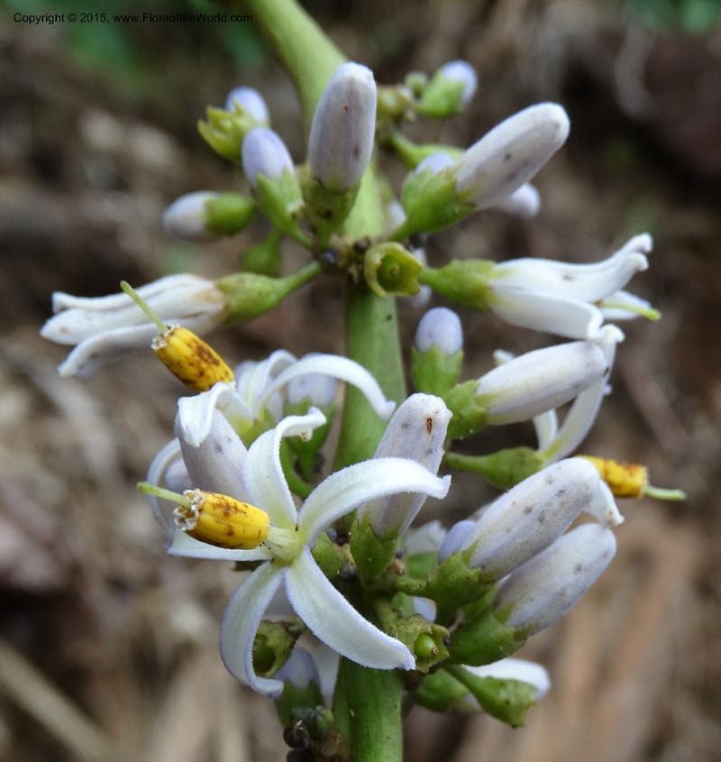 Solanum, Davidson, C 12333--Cameroon. Etome Village to Etinde. 18 Mar 2014. DSC02275 (177).JPG