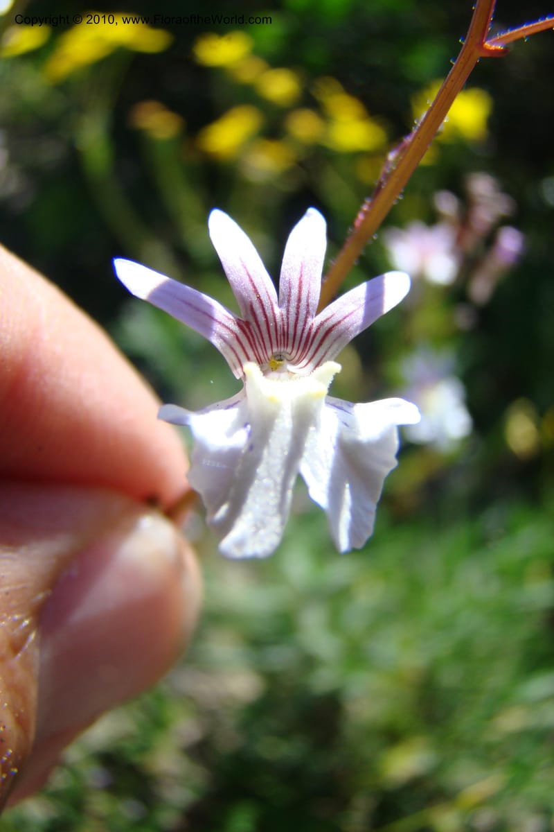 Nemesia bicornis, C. Davidson 11505--South Africa. Western Cape. R27, 5 km N of Velddrif. 24 Aug 09. 046 (11).jpg