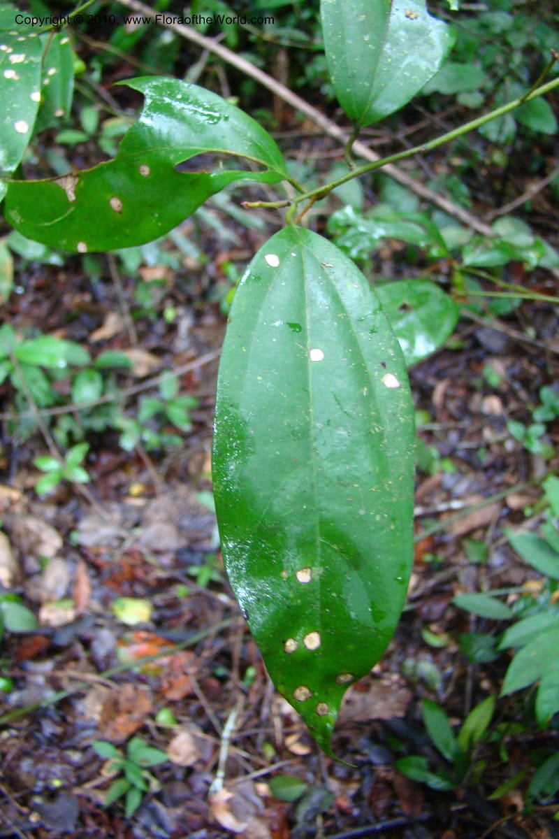 Cinnamomum, R. Vasquez 34894--Peru. Loreto. Dto. Parinari. Tacshacocha. R. Samiria. 14 Nov 08. 254.jpg