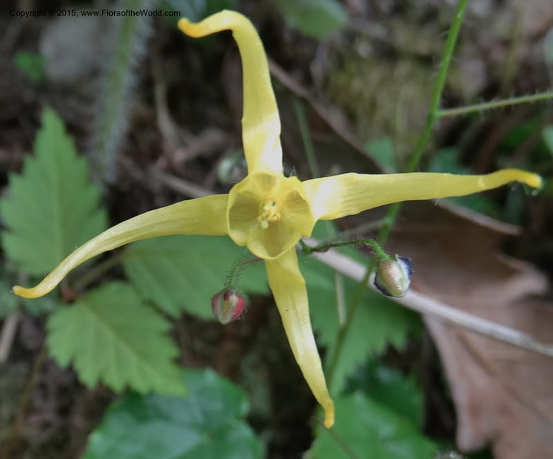 Epimedium, Boufford, D 43586--China. Sichuan. Tudiling Tunnel. 6 May 2014. DSC03860 (184).JPG