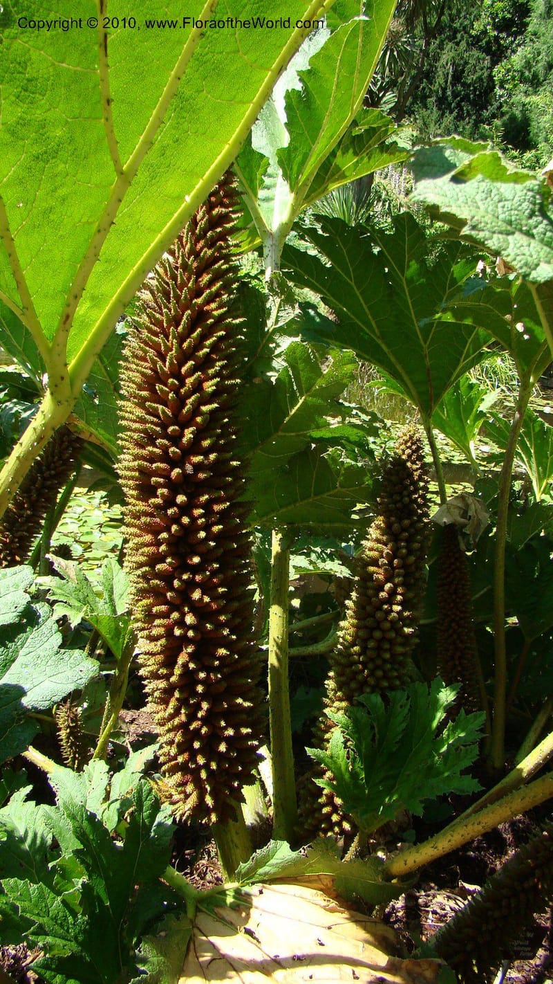 Gunnera manicata--Tasmania. Royal Tasmanian Botanical Garden. 2 Feb 2010. 189 (1).jpg