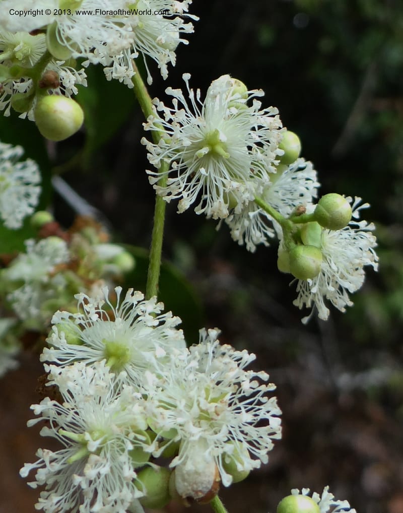 Tetracera nordtiana, Gray, B 9632--Australia. Queensland. Misty Mtn. Rd. 12 Nov 2013. DSC08108 (42).JPG