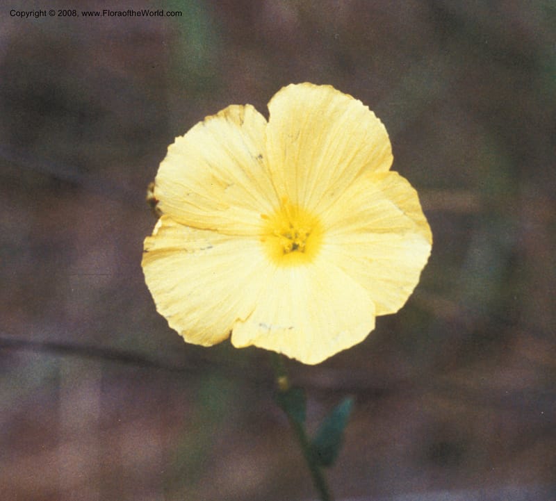Piriqueta caroliniana--FL. Marion Co. Ocala Nat. Forest. 28 Jun 93. 003.jpg