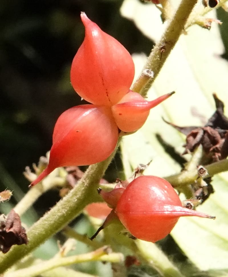 Tetracera, C. Davidson 13922--Gabon. Rd betw Kinguele and Makaban. 30 Oct 2018. DSC00492 (125).JPG