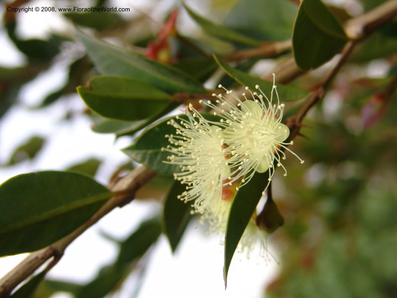 Syzygium guineense ssp. barotsiensis--Kenya. Limuru. Garden of Sue Brown. 10 July 04. 085.jpg