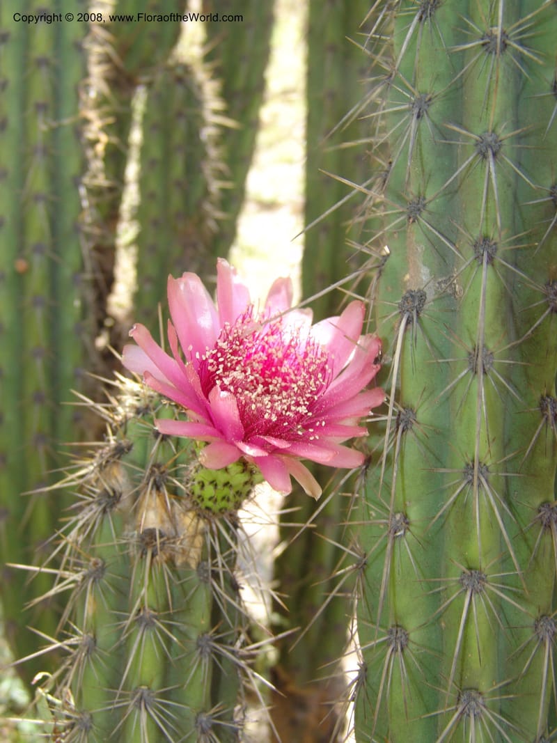 Corryocactus melanotrichus, nr. 1436--Bolivia. La Paz. Jardin Botanico La Paz. 3 Dec 04. 089.jpg