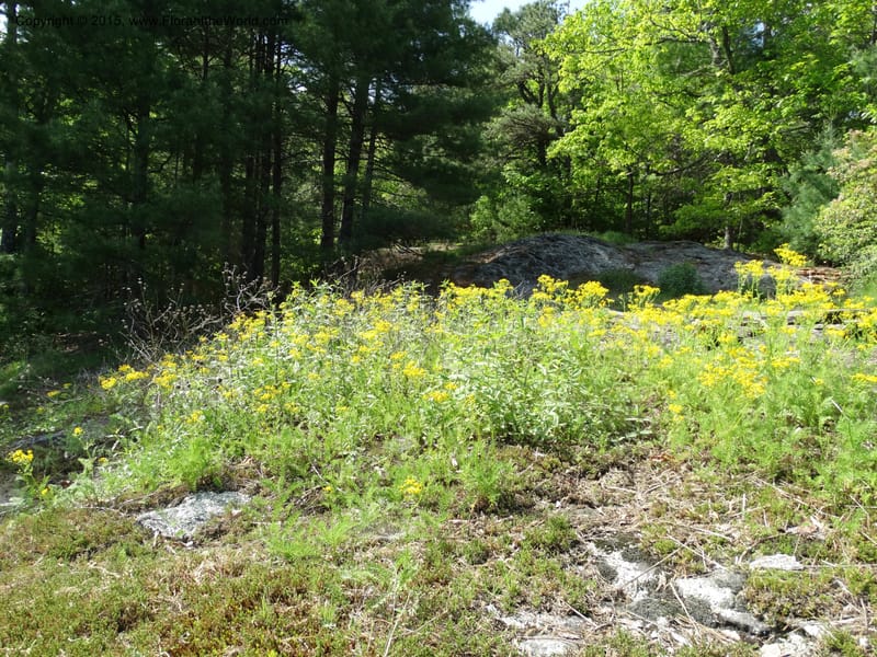 Packera millefolium, Davidson, C 13000--North Carolina. Macon Co. Slick Rock. 14 May 2015. DSC05505 (24).JPG