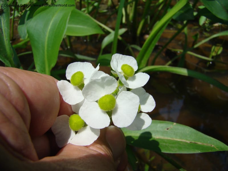 Sagittaria, CDavidson11150--TX. Lee Co. Clear Cr., near Leo. 25 Apr 08. 008.jpg