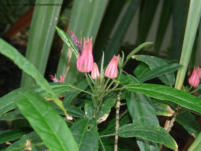 Pavonia multiflora--IL. Chicago. Garfield Park Conservatory. 30 Jun 05. 048.jpg