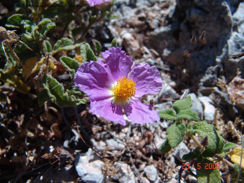 Cistus creticus--Crete. Ep. Kydonia. Akrotiri. Trail Gouvernetos . 23 May 05. 011.jpg