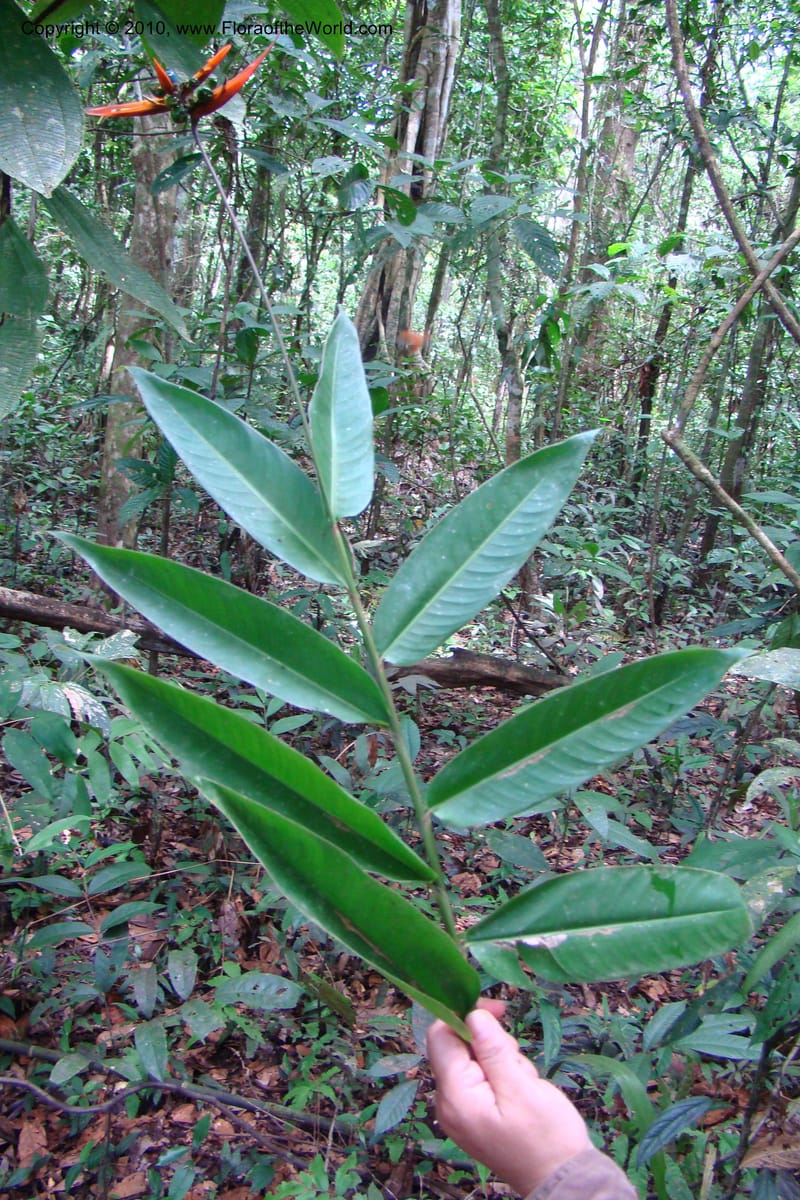 Heliconia, R. Vasquez 34662--Peru. Loreto. Dist. Nauta. Pac. Samiria. Rio Yanayacu. 7 Nov 08. 169 (4).jpg