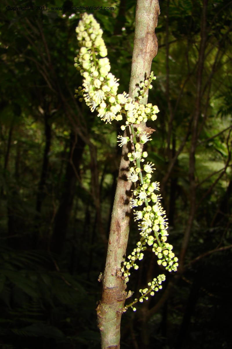 Cupaniopsis, M. Callmander 763--New Caledonia. Mont Koghis. 18 Jan 2010. 002 (80).jpg