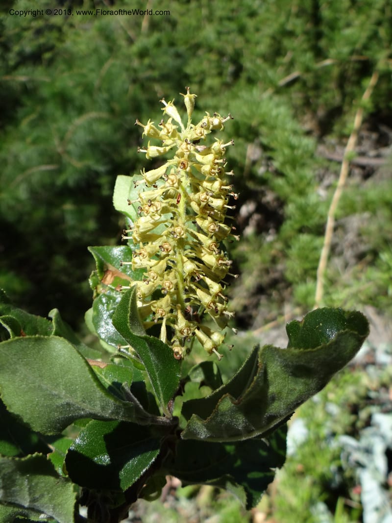 Escallonia pulverulenta, WDS 34054--Chile. Tanume. Los Hoyos. 14 Feb 2013. DSC00647 (27).JPG