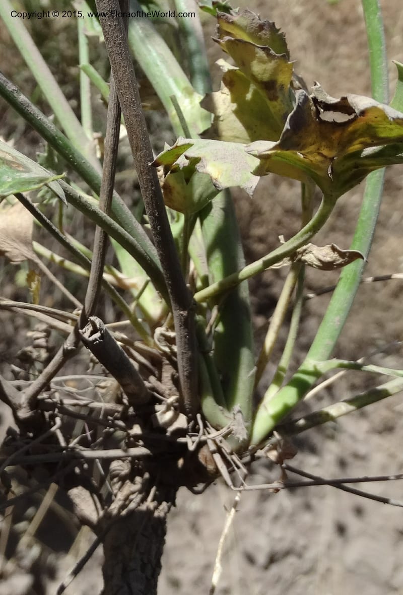 Asteriscium chilensis, Davidson, C 12819--Chile. Ruta J-55 east of Talca. 27 Nov 2014. DSC08479 (85).JPG
