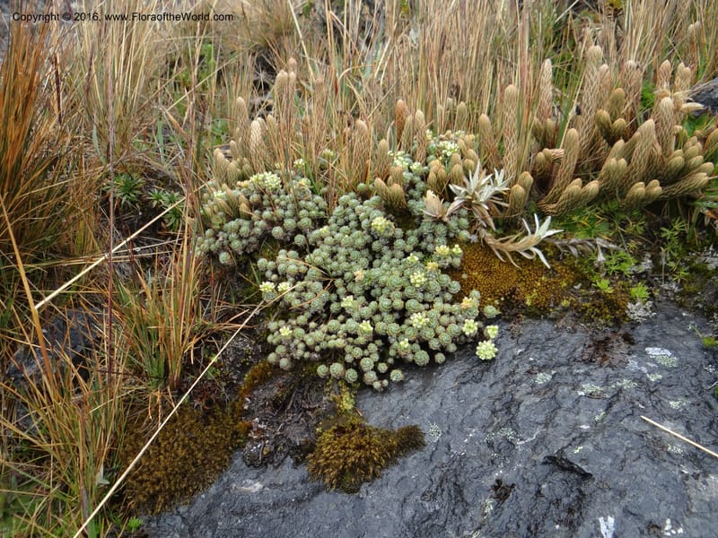 Draba, Ulloa, C 2414--Ecuador. Pichincha. Nevado Cayambe. 6 Oct 2012. DSC07236 (127).JPG