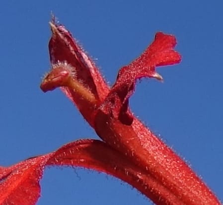 Leschenaultia hirsuta, Davidson, C 13418--Australia. W.A. Tootbardie Rd.-Coorow Rd. 23 Oct 2016. DSC04758 (19).JPG