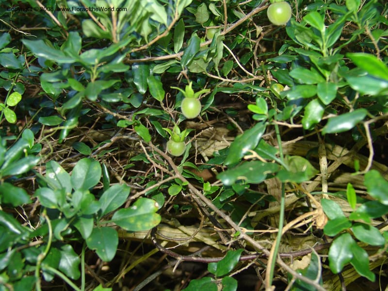 Diospyros dichrophylla--So.Africa. E. Cape. Maitland Nat.Res. 5 Mch 05. 186.jpg