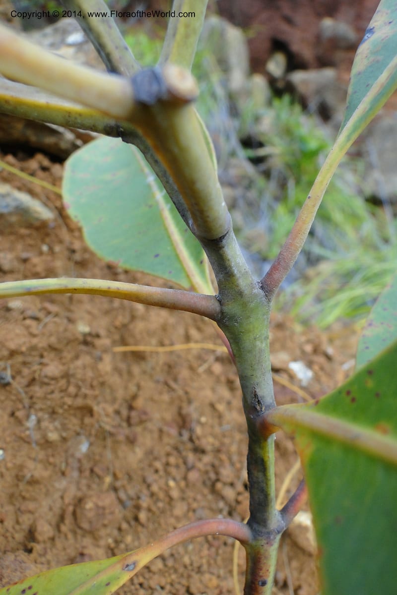 Syzygium kriegeri, J. Munzinger 6591--New Caledonia. Mine St. Louis Boulinda. 18 Feb 2011. 155 (9).jpg