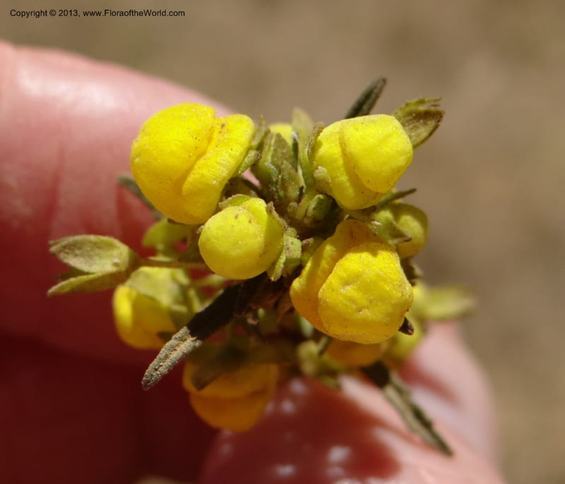 Calceolaria, WDS 34050--Chile, Pichelemu, 13 Feb 2013  DSC07764 (11).JPG