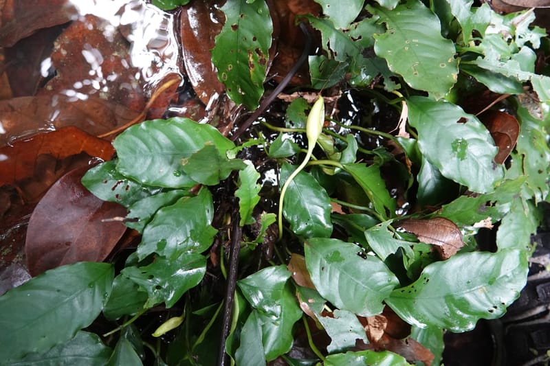 Anubias, C. Davidson 13942--Gabon. Maurel & Prom Oil Rd. 2 Nov. 2018. DSC01376 (48).JPG