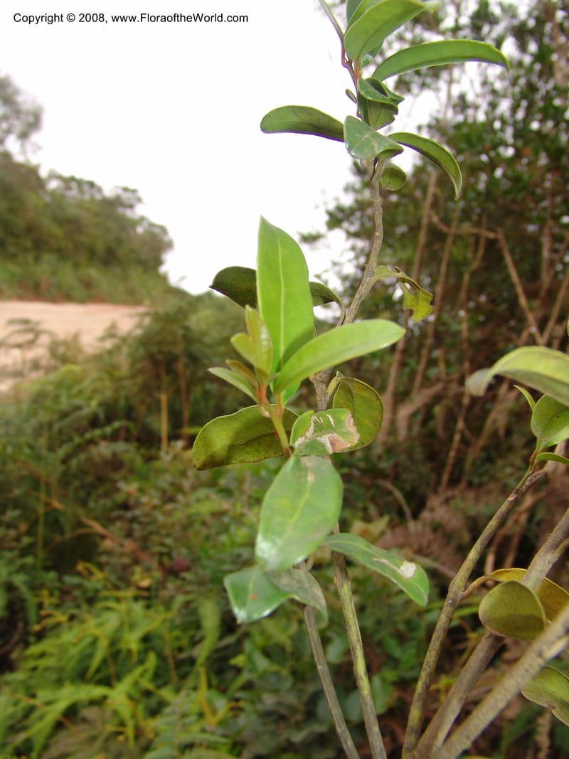 Tambourissa parvifolia, R.Ranaivojaona1324--Madag.  Prov. Fianar. Ranomafana Nat. Pk. 11 Jan 06. 020.jpg