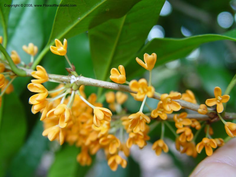 Osmanthus fragrans--NC. Sarah P. Duke Garden, Durham. 11 Oct 03. 057.jpg