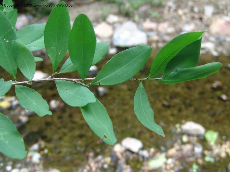 Erythroxylum havanense, R. Ramirez D. xx--MX. Jalisco. Res. Las Joyas, La Manzanilla. 1 Aug 2007. 053.jpg