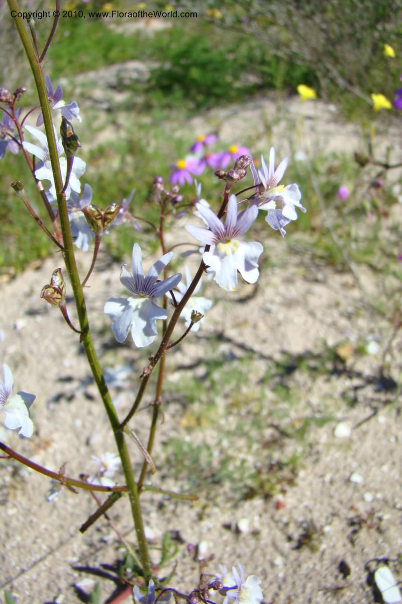 Nemesia bicornis, C. Davidson 11505--South Africa. Western Cape. R27, 5 km N of Velddrif. 24 Aug 09. 046 (3).jpg