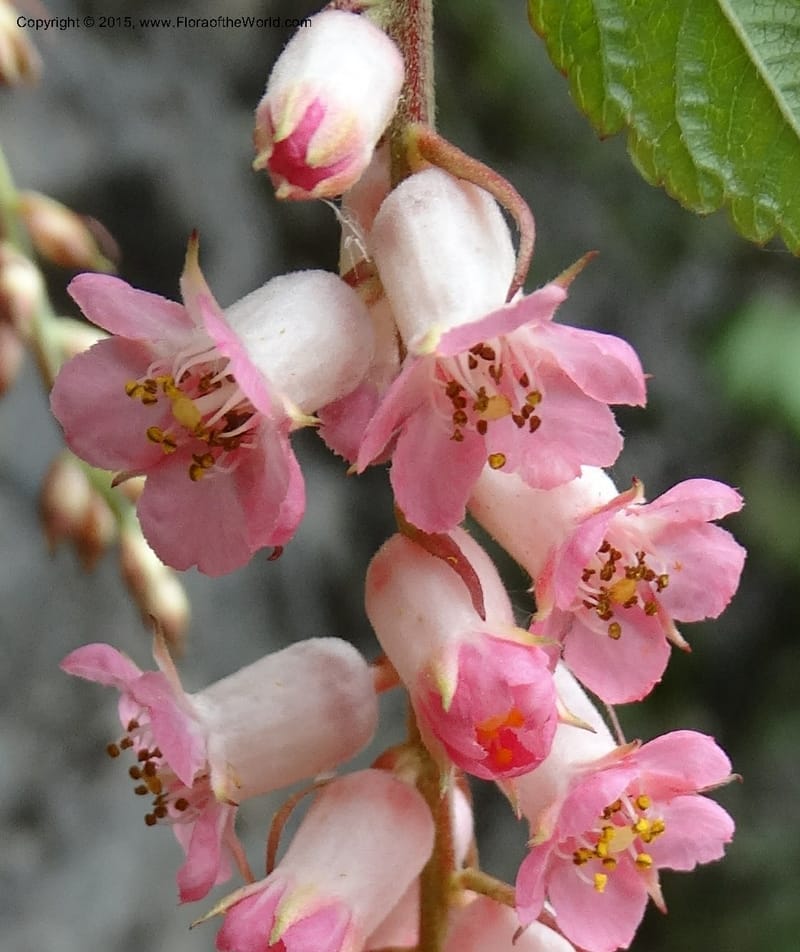 Neillia thibetica, Boufford, D 43710--China. Sichuan. LongDongZhen on Rd. to LeiYuan Shan. 13 May 2014. DSC05860 (14).JPG