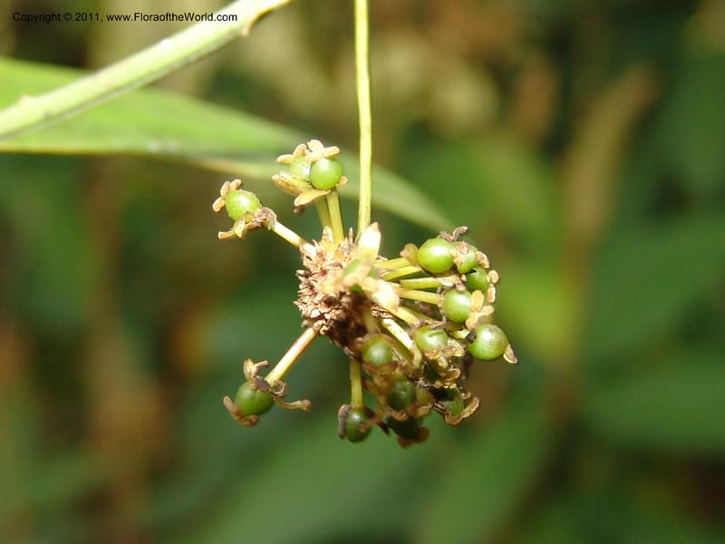 Smilax obliqua, RVasquez 31461--Peru. Prov. Oxa. Parq. Nac. Yanachaga Chemillen. 12 Oct 06. 177 (13).jpg