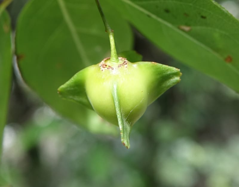 Euonymus sanguineus, D. Boufford 43991--China. Sichuan. Yibailingba-gou. 12 Aug 2017. DSC04660 (436).JPG