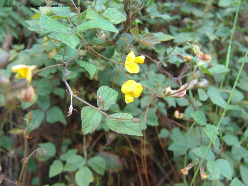 Rhynchosia--So.Africa. Mpumal. Moodie Mts.  18 Mch 05. 165.jpg