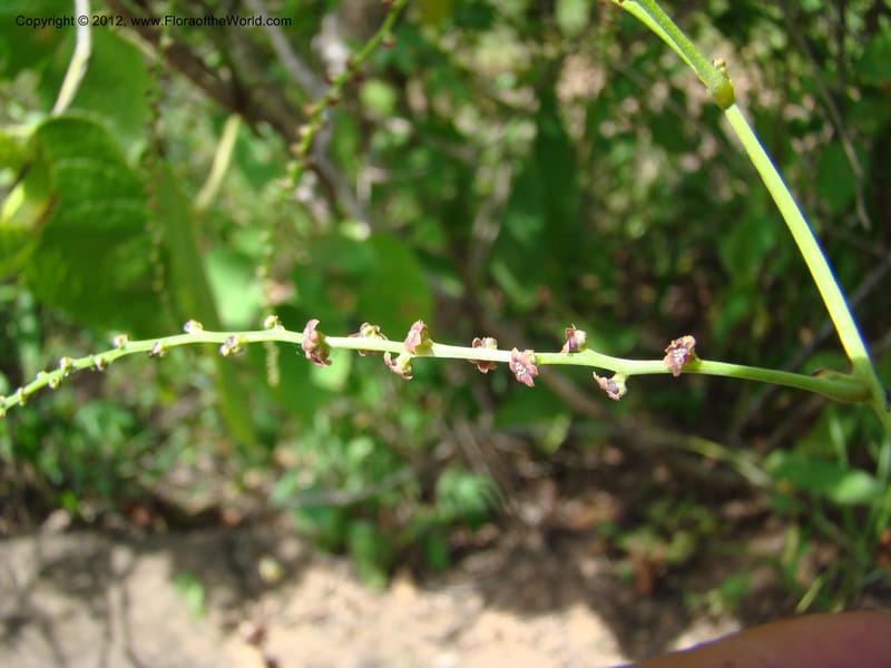 Dioscorea, N. Martinez M. 2431--MX. Chiapas. Jiquipilas. Cerro el Campanario. 14 Sep 08. 193 (6).jpg