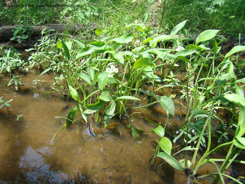 Sagittaria, CDavidson11150--TX. Lee Co. Clear Cr., near Leo. 25 Apr 08. 001.jpg