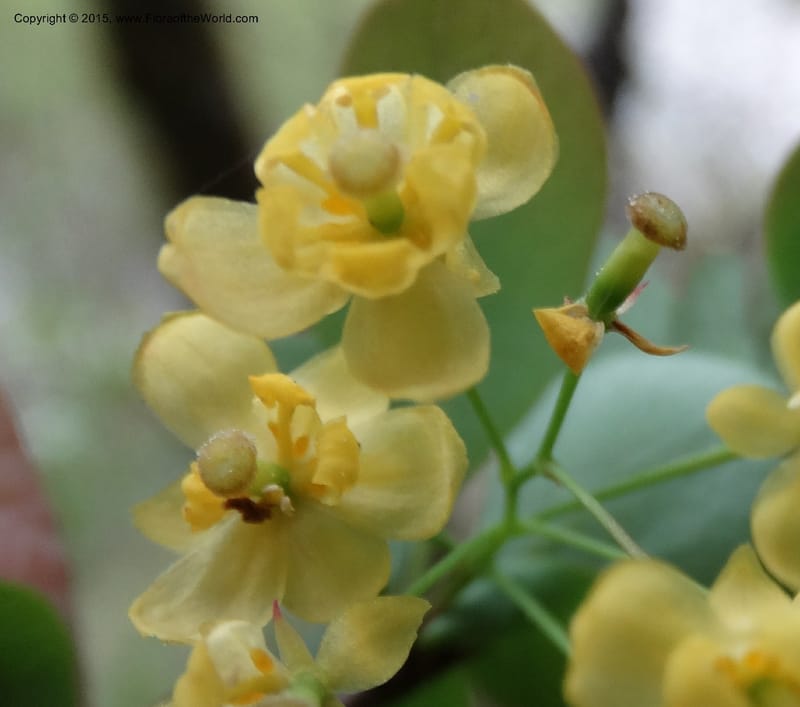 Berberis, Boufford, D 43610--China. Sichuan. ShaShiDuo. 8 May 2014. DSC04232 (210).JPG