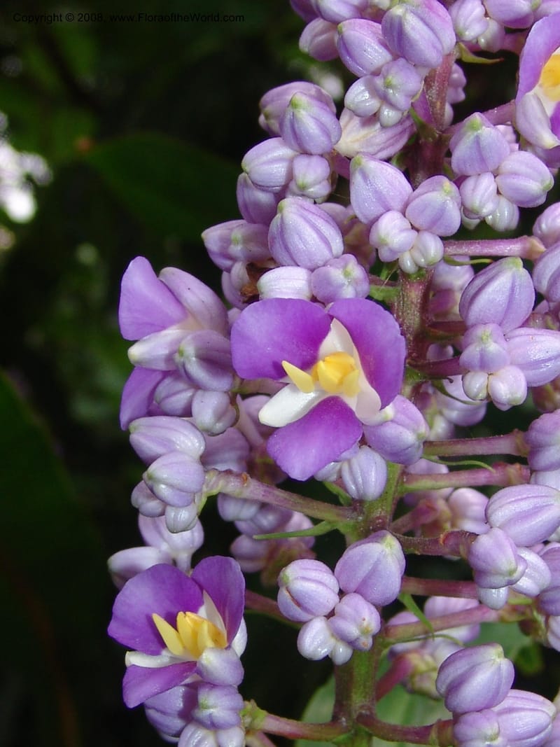 Dichorisandra thyrsiflora--So. Africa. Durban Bot. Garden. 14 Mch 05. 152.jpg