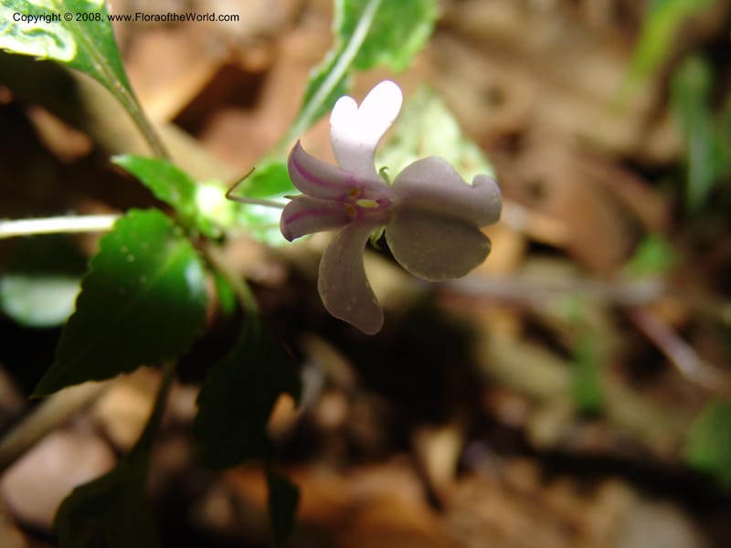 Impatiens sodenii--Kenya. Limuru. Forest fragment near Brackenhurst Ctr. 11 Jul 04. 040.jpg