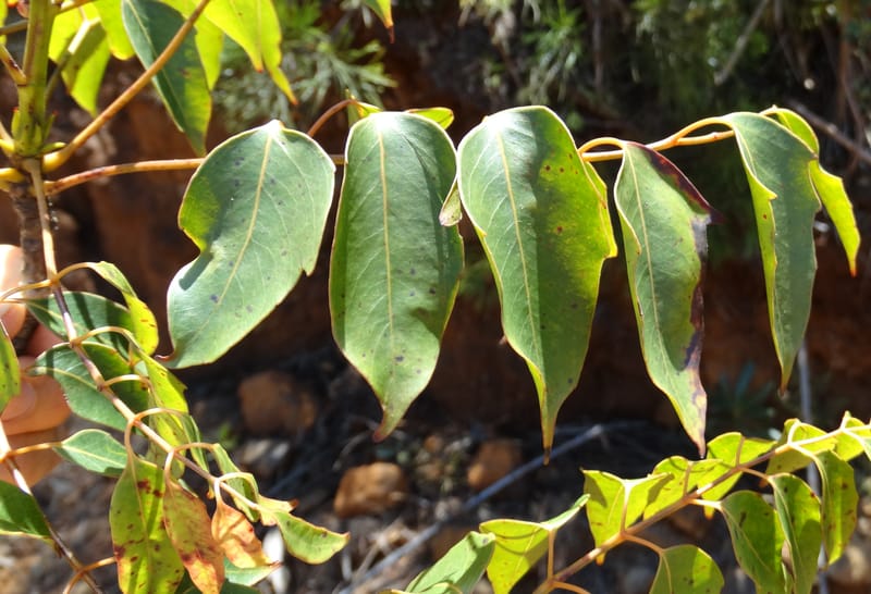 Polyscias, Lowry, P 7417--New Caledonia. PinPin. 20 Nov 2015. DSC03938 (174).JPG
