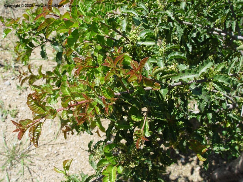 Schinus latifolius, 2000.00041--Spain. Barcelona Botanic Garden. 21 Apr 04. 146.jpg