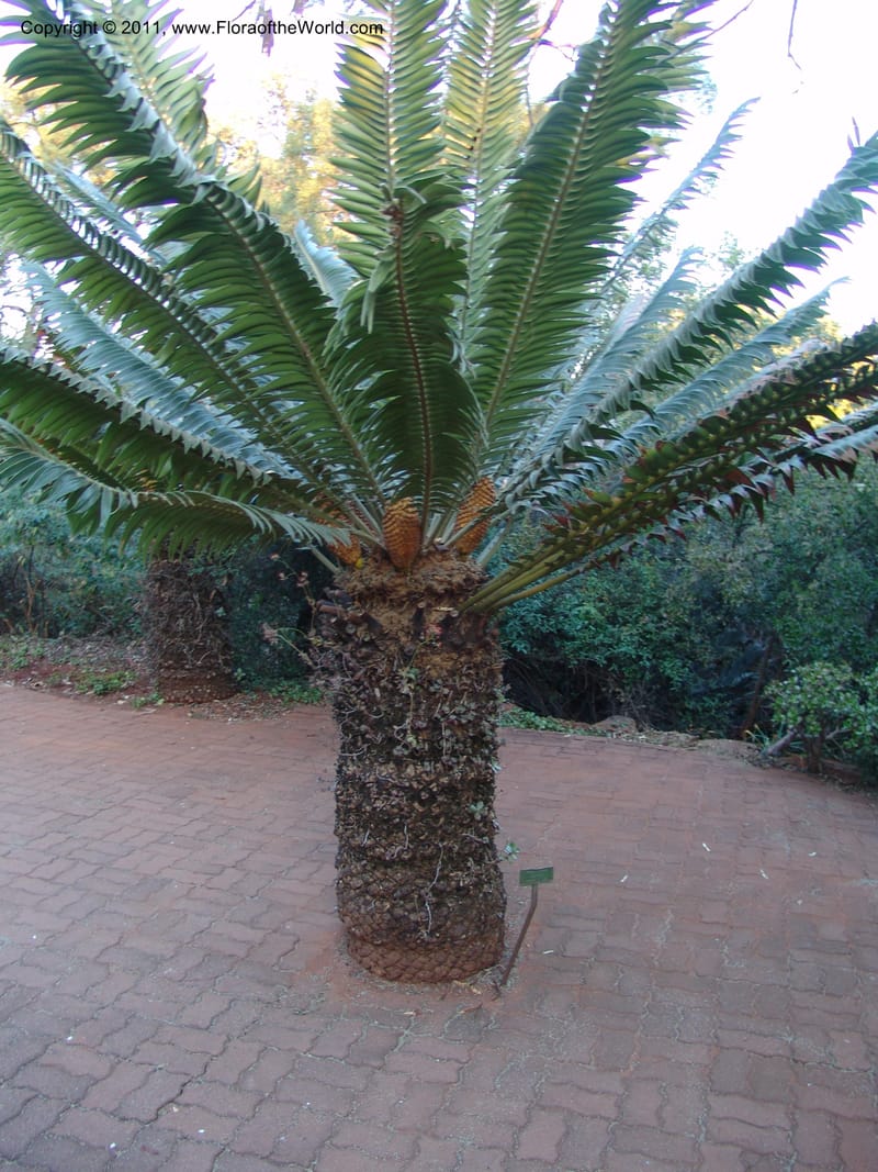 Encephalartos transvenosus, 18635--So. Africa. Pretoria Nat. Bot. Gard. 25 Jun 04. 122.jpg