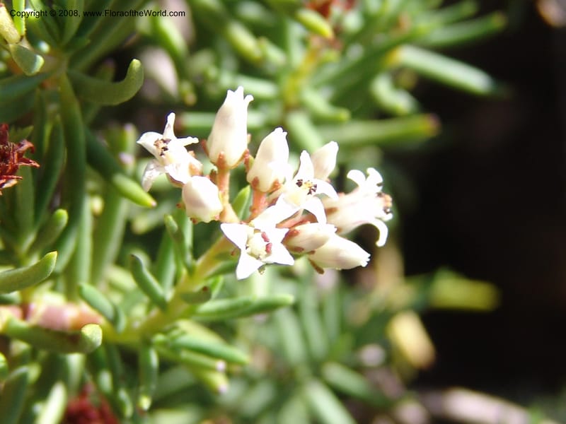 Crassula sarcocaulis--So.Africa. E. Cape. Joubert's Pass, SE of Lady Gray. 9 Mch 05. 114.jpg