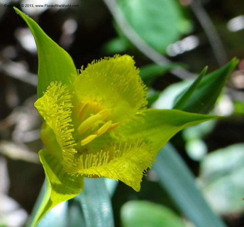Calochortus monophyllus, Davidson, C 12134--USA, California, Nevada Co. 19 Apr 2013  0150 (7).JPG