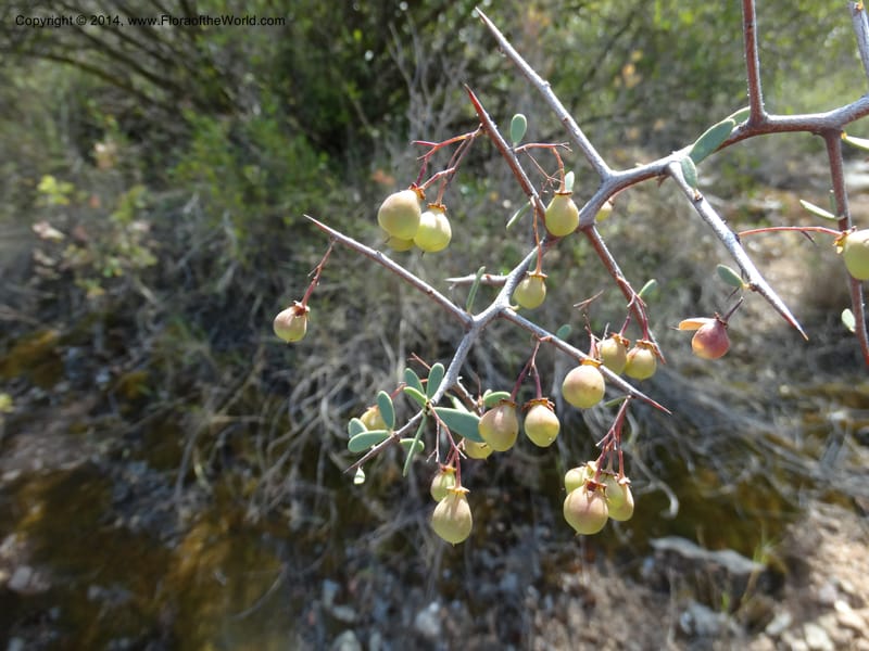 Putterlickia pyracantha, Davidson, C 12273--South Africa. Western Cape. S of Oudtschoorn. 20 Jan 2014. DSC00850 (18).JPG
