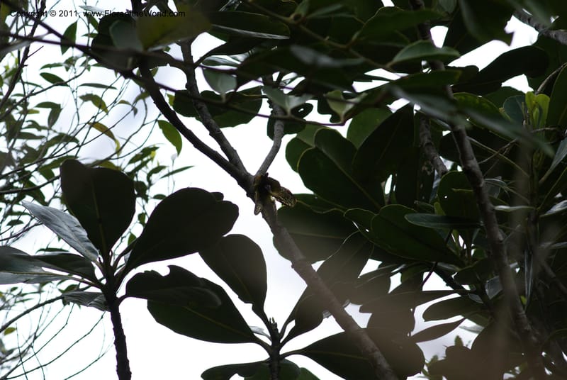 Strasburgeria robusta, Munzinger, J 4877--New Caledonia,  Dzumac, 20 Nov 2007, 28 (26).JPG