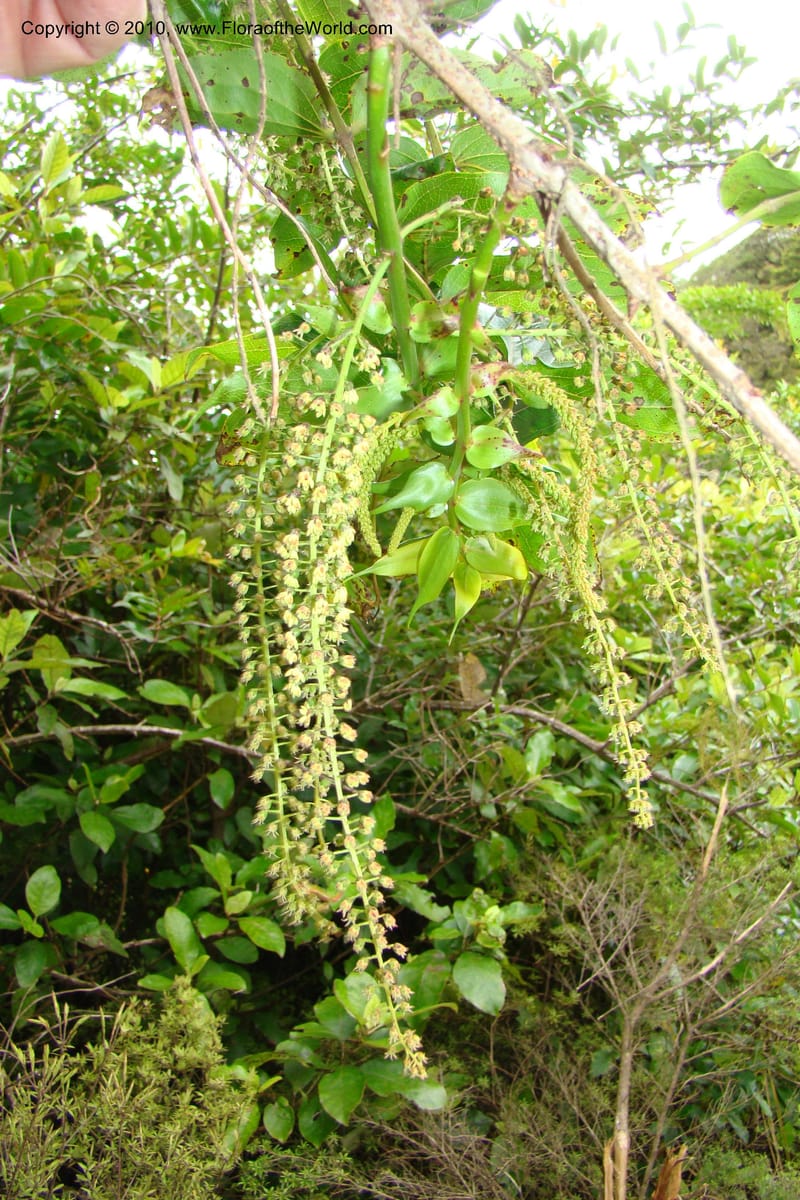 Coriaria arborea, C. Gemmill 731--New Zealand. N. Island. Mt. Te Aroha. 13 Jan 2010. 332 (2).jpg