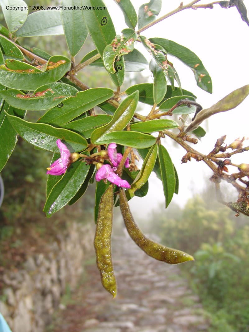 Collaea speciosa--Peru. Macchu Pichu. 23 Oct 07. 101.jpg