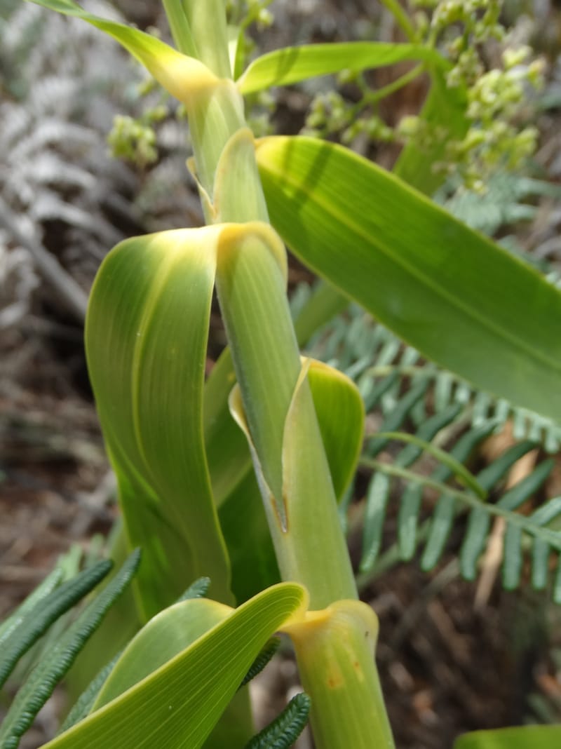 Flagellaria, Callmander, M 1254--New Caledonia. Tiebaghi. 17 Nov 2015. DSC03437 (13).JPG
