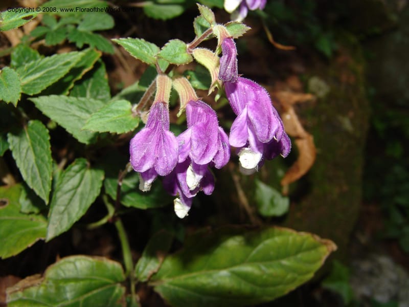 Scutellaria cochinchinensis--China. Jiang Xi. Lushan Botanical Garden. 21 Apr 07. 150.jpg