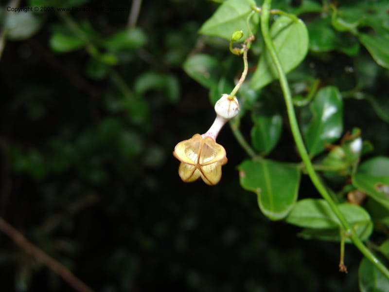 Ceropegia carnosa--So.Africa. E. Cape. Umtiza Nature Res.. 7 Mch 05. 090.jpg