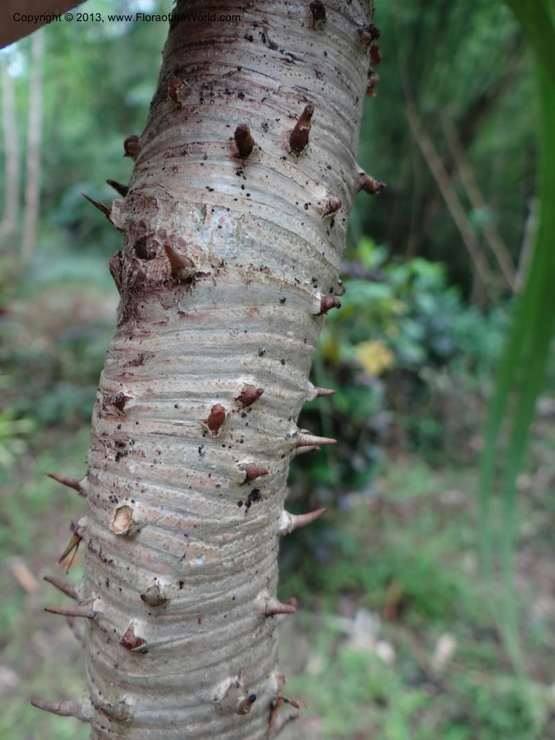 Pandanus calcis, Callmander 1048--Thailand. Prachuap Khiri Khan Prov. Ma Rong Cave. 13 Nov 2012. DSC08906 (87).JPG